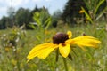 Black-Eyed Susan from the Side Royalty Free Stock Photo