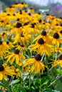 Black-eyed Susan Susan Rudbeckia, autumn large yellow garden flowers. Beautiful decorative flower rudbeckia flowering meadow Royalty Free Stock Photo