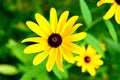 Black-eyed Susan Royalty Free Stock Photo