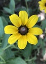 Black Eyed Susan