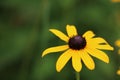 Black-eyed Susan to right in photo