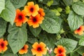 Black-eyed susan vine