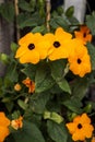 Black-eyed Susan vine flowers Royalty Free Stock Photo