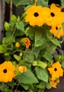 Black-eyed Susan vine flowers Royalty Free Stock Photo