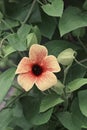 Black-eyed Susan vine flowers Royalty Free Stock Photo