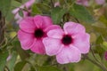 Black-eyed Susan vine flowers in bloom Royalty Free Stock Photo