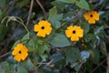 Black-eyed Susan vine flowers, Thunbergia alata, on garden, Rio