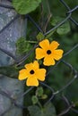 Black-eyed Susan vine flowers, Thunbergia alata Royalty Free Stock Photo