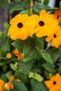 Black-eyed Susan vine flowers Royalty Free Stock Photo