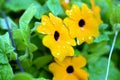 Black-eyed Susan vine with raindrops Royalty Free Stock Photo