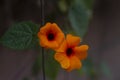 Black eyed Susan vine, Thunbergia alata vine