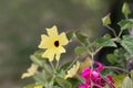 Black eyed susan vine Thunbergia alata Royalty Free Stock Photo