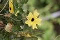 Black eyed susan vine Thunbergia alata Royalty Free Stock Photo