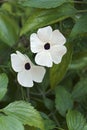 Black-eyed Susan vine flowers Royalty Free Stock Photo