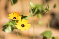 Black eyed Susan vine - thunbergia alata in sunny spring day Royalty Free Stock Photo