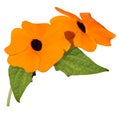 Black-eyed Susan vine Thunbergia alata Royalty Free Stock Photo