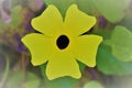 Black Eyed Susan Vine/ Thunbergia Portrait