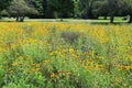 Black-Eyed Susan wildflower field green grass meadow yard landscaped garden yellow blooming sunflower backyard Royalty Free Stock Photo