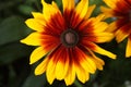 Black-eyed-Susan (Rudbeckia hirta)