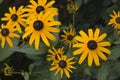 Black-Eyed Susans Royalty Free Stock Photo