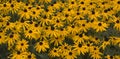 Black Eyed Susans Royalty Free Stock Photo