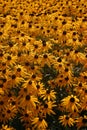 Black Eyed Susans Royalty Free Stock Photo