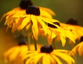 Black eyed Susans Royalty Free Stock Photo