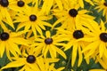 Black-Eyed Susans Royalty Free Stock Photo