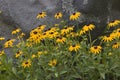 Black-Eyed Susans Royalty Free Stock Photo