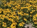 Black-eyed susans along a country lane in the Appalachians