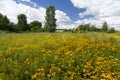 Black-Eyed Susans Royalty Free Stock Photo