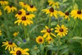 Black-Eyed Susans flowers Royalty Free Stock Photo