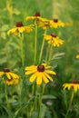 Black-Eyed Susans flowers Royalty Free Stock Photo