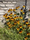 Black eyed Susans in front of a brick wall