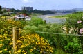 Black Eyed Susans Line Fence Row on Memphis Riverfront