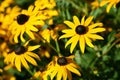 Black-eyed Susans Rudbeckia hirta Royalty Free Stock Photo