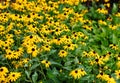 Black-eyed Susans Rudbeckia hirta commonly grow 24 inches tall with signature yellow to orange petals and a dark center point. A Royalty Free Stock Photo