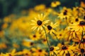 Black-eyed Susans Rudbeckia hirta Royalty Free Stock Photo