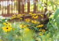 Black Eyed Susans in sunny summer garden with bridge in background