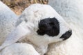 Black Eyes Sheep or Ram Animal in Stall Close Up