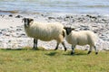 Black face sheep near beach