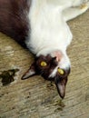 Black face little cat potrait Royalty Free Stock Photo