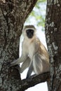 Black face monkey sitting in the crook of a tree Royalty Free Stock Photo
