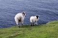 The Black Face Mountain Sheep