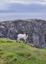 The Black Face Mountain Sheep