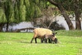 Black face sheep and lamb on a green farm land
