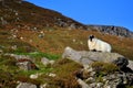 Black face sheep on the rock Royalty Free Stock Photo