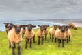 Black face sheep flock facing camera by coast