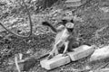 black faced baby monkey swinging on banyan tree extension.