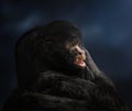 Black-faced Black Spider Monkey Royalty Free Stock Photo